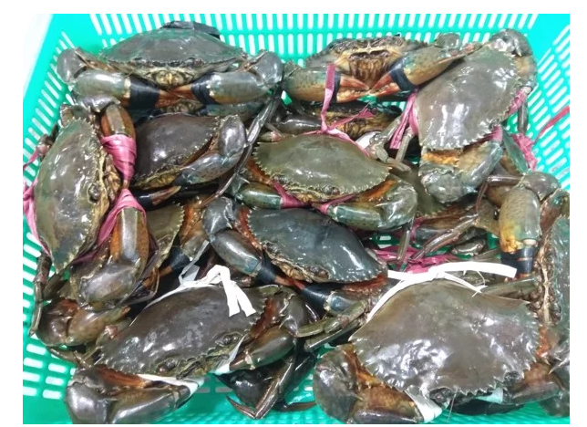 (HỘ KINH DOANH) LÊ THỊ BÉ NGOAN