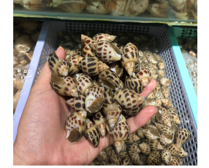 (HỘ KINH DOANH) LÊ THỊ BÉ NGOAN