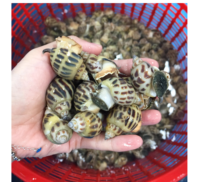 (HỘ KINH DOANH) LÊ THỊ BÉ NGOAN
