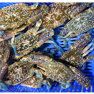 Cua Ghẹ Tươi Sống 5