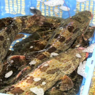 Cá mú trân châu sống