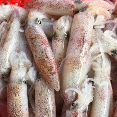 Mực ống trứng